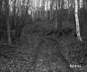 Uphill Trail With Forest in Barnet