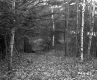 View of Small Clearing from Hill