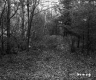 Small Clearing with Forest Stands