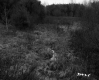 Small Brook and Wetlands off of VT Route 30 in Castleton