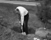 Tree Planting in Montpelier, Man Planting Tree