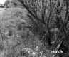 Grassland Plants and Deciduous Trees in Castleton
