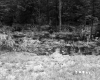 Wetlands in Castleton with Riparian Plants
