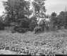 Farmland Off of VT Route 15 in Jericho, Wooden Structure