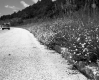 Wildflowers on I-89 Median in Waterbury, Looking Westerly, Close-Up View