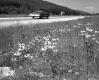 Wildflowers Off of I-89 Northbound Shoulder, Looking Westerly With Two Way Traffic