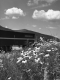 Wildflowers Off of I-89 Northbound Shoulder, Looking Westerly With Industrial Building
