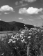 Wildflowers Off of I-89 Northbound Shoulder, Looking Westerly With Highway in Background