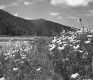 Wildflowers Off of I-89 Northbound Shoulder, Looking Westerly With Highway in Background 2