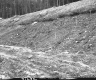 Wood Sticks in Slope