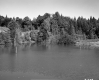 Trees by Pond