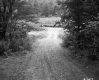 Dirt Road through Trees