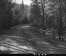 Dirt Road through Trees
