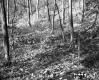 Forested Area