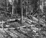 Branches in Forest