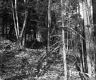 Forested Area