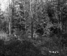 Forested Area