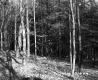 Forested Area