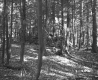 Forested Area
