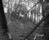 Forested Area