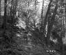Slope in Forest
