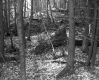 Forested Area