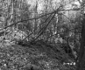 Thickets on Hill