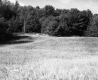Grassy Field to Trees