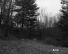 Hill with Trees