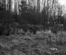 Grass and Trees
