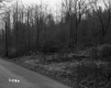 Trees by Paved Road