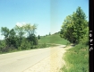 Trees by Road