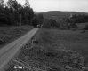 Tree Branches by Dirt Road