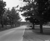 Trees by Road