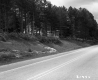 Trees by Paved Road