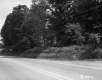 Trees by Road