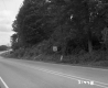 Trees by Road