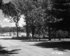 Trees and Fence by Road