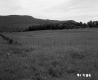 Fence in Field