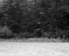 Trees by Dirt Road