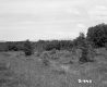 Field with Trees