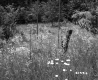 Wire Fence with Grass