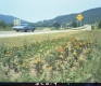 Flowers by Road
