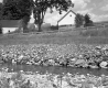 Houses and Road by Tweed River
