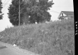 Tall Grass by Road