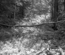 Fallen Tree in Forest