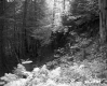 Ferns in Forest