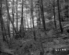 Branches in Forest