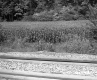 Train Tracks by Field