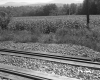 Train Tracks by Field